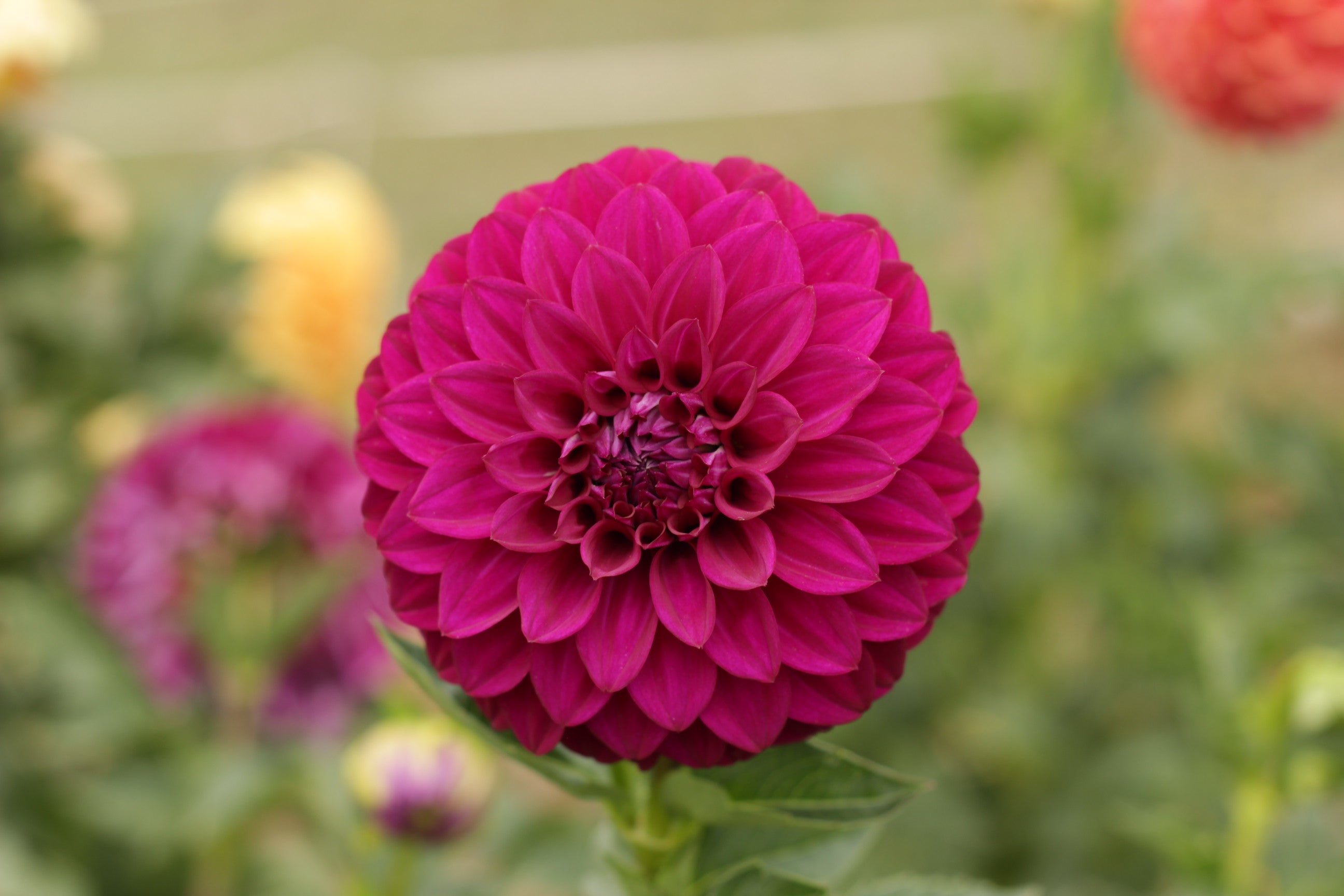 Purple Dream