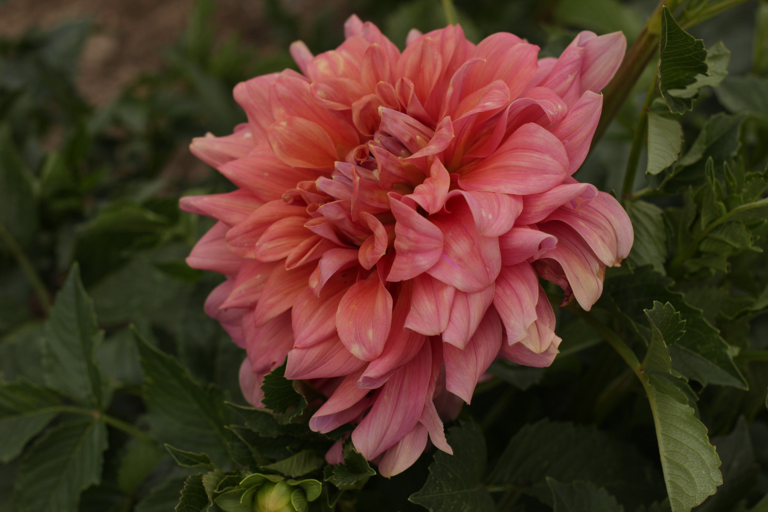 Lileah Caramel Rose