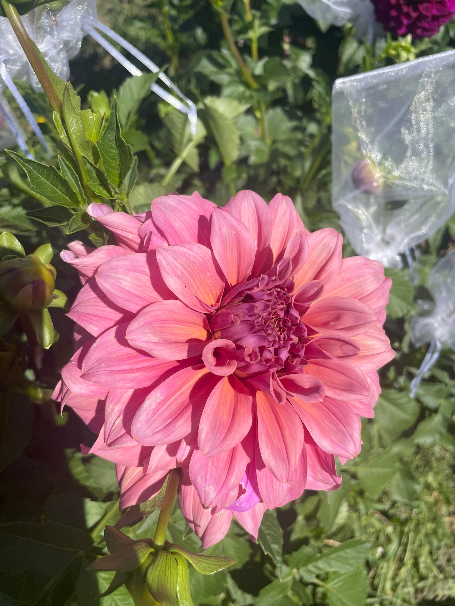 Lileah Caramel Rose