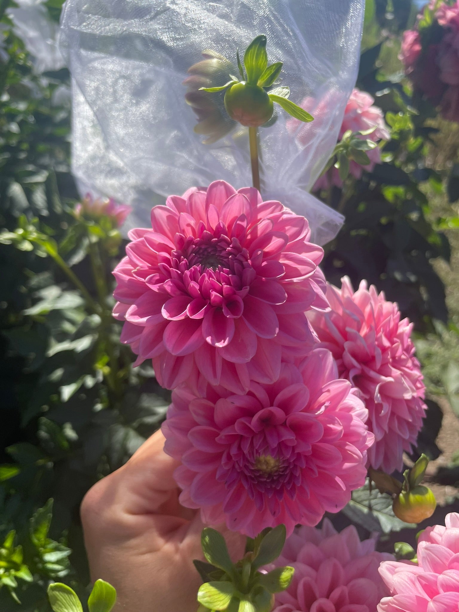 Pink Show