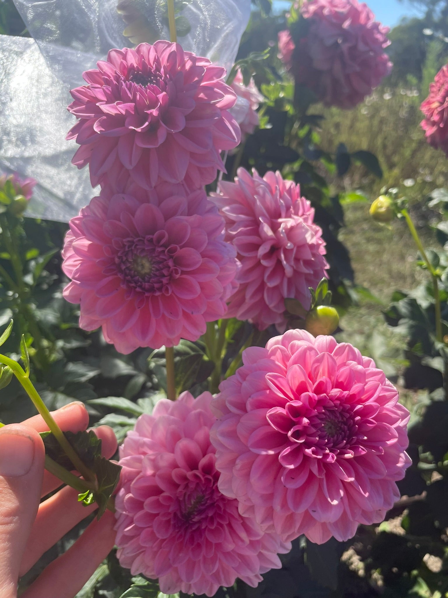 Pink Show