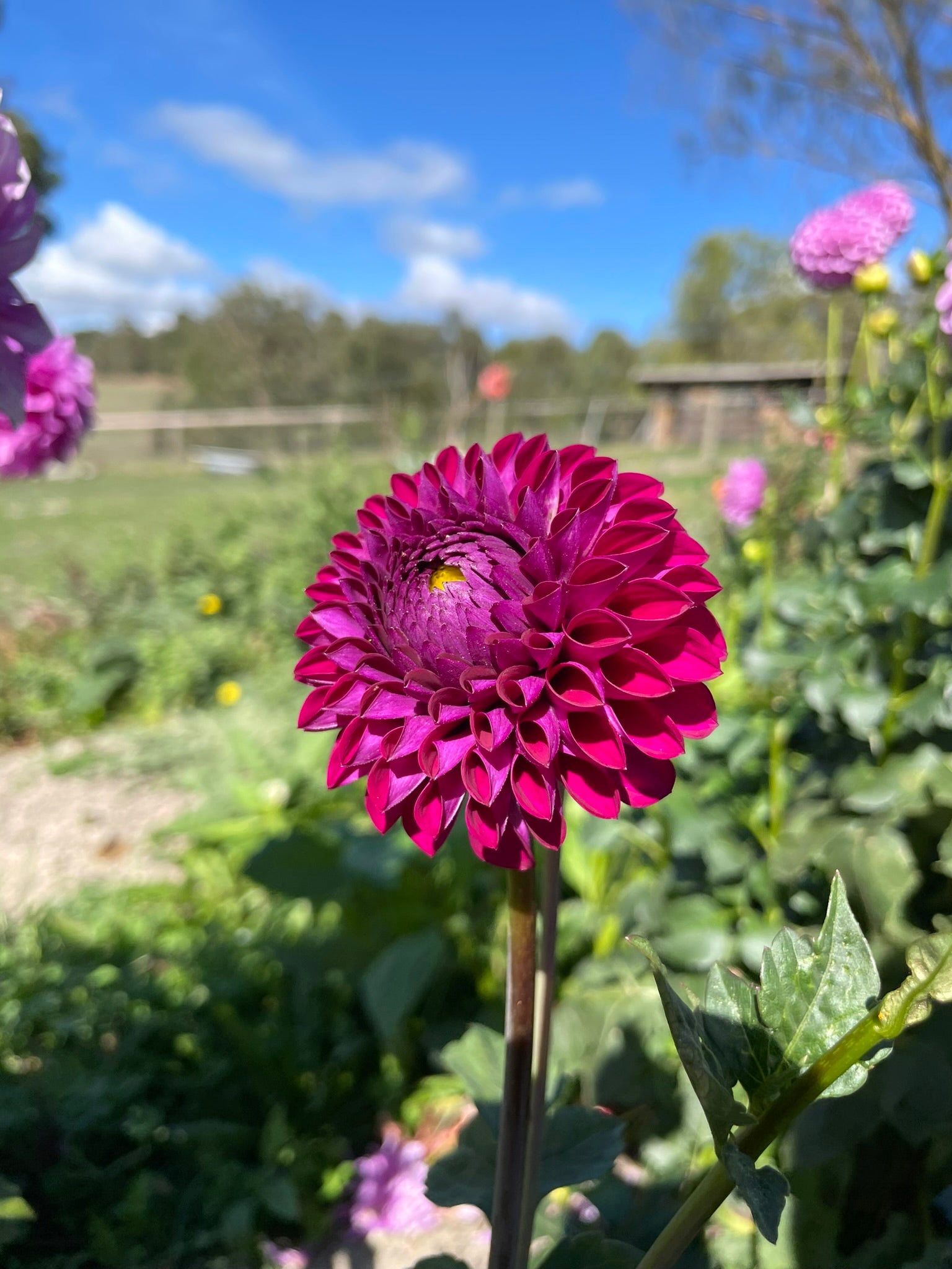 Ryecroft Violet