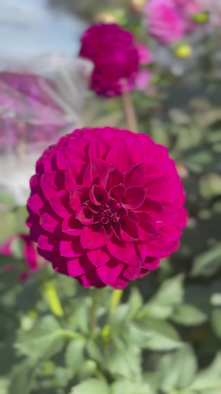 Purple Dream