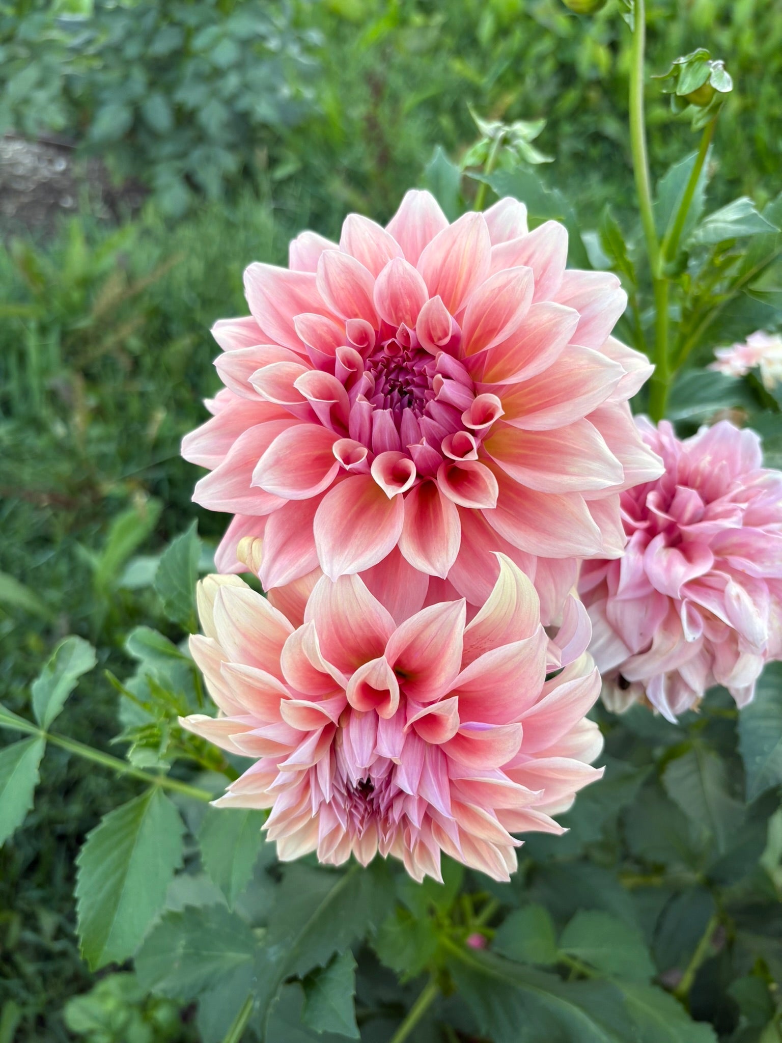 Dahlia Tubers