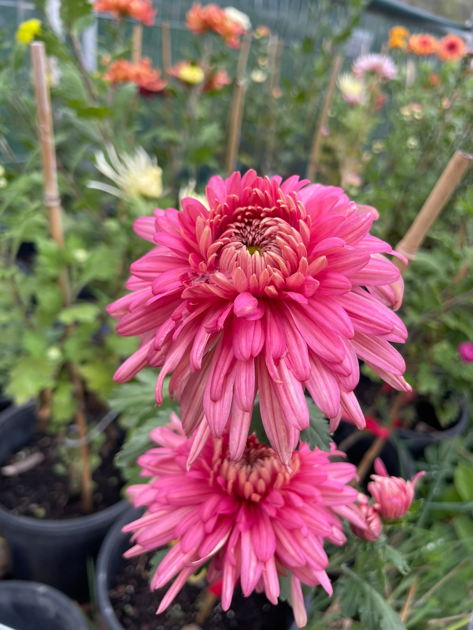 Chrysanthemums