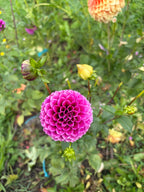 Florelie Boysenberry