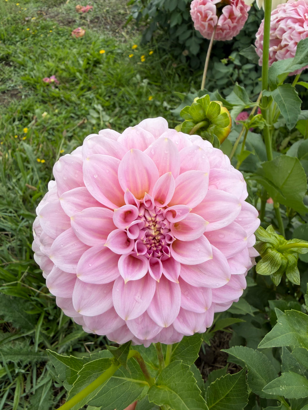 Araluen Leatrice