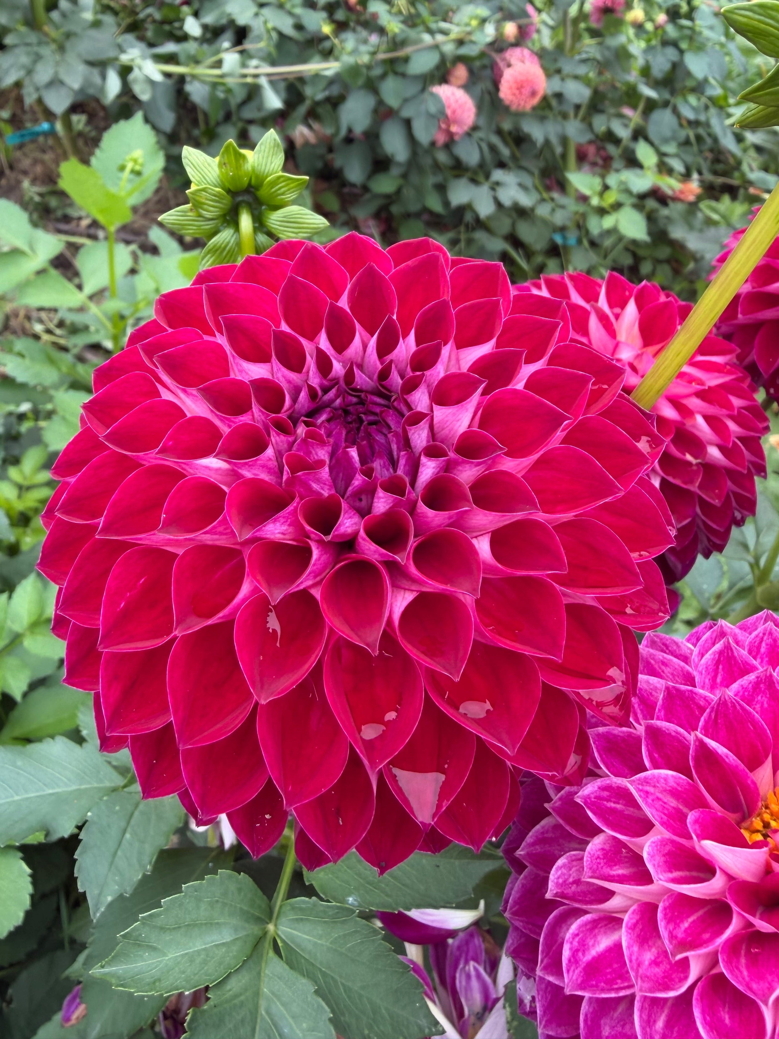 Florelie Origami