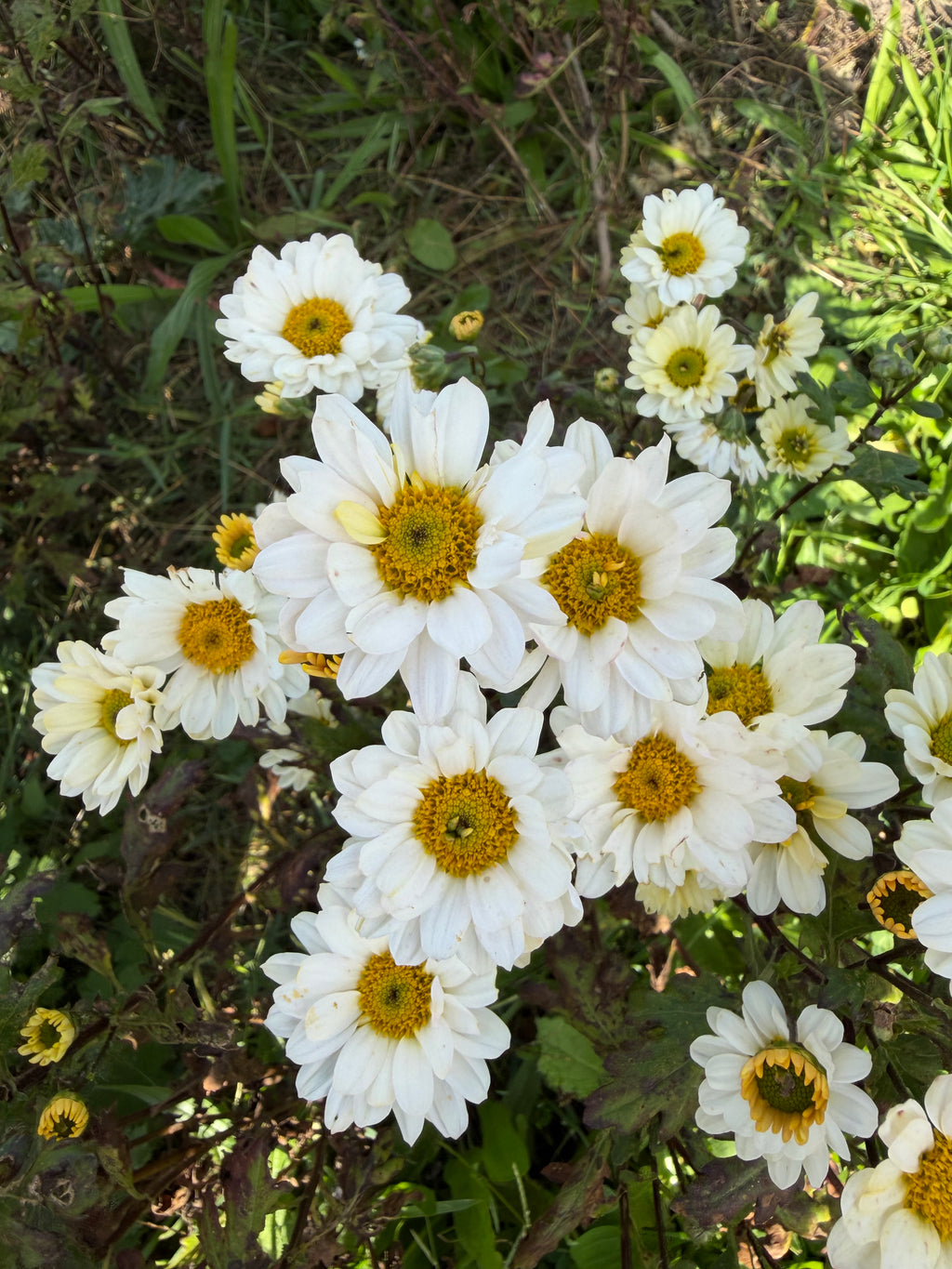Kiti white
