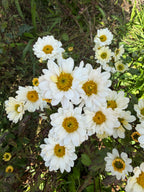 Kiti white