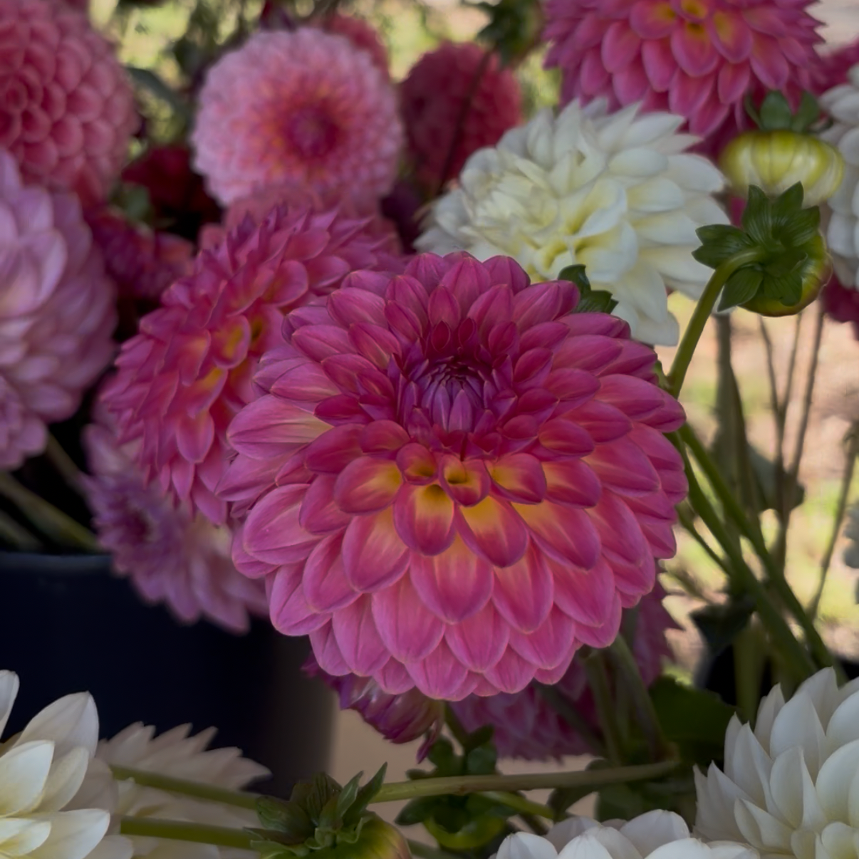 Pink Suffusion
