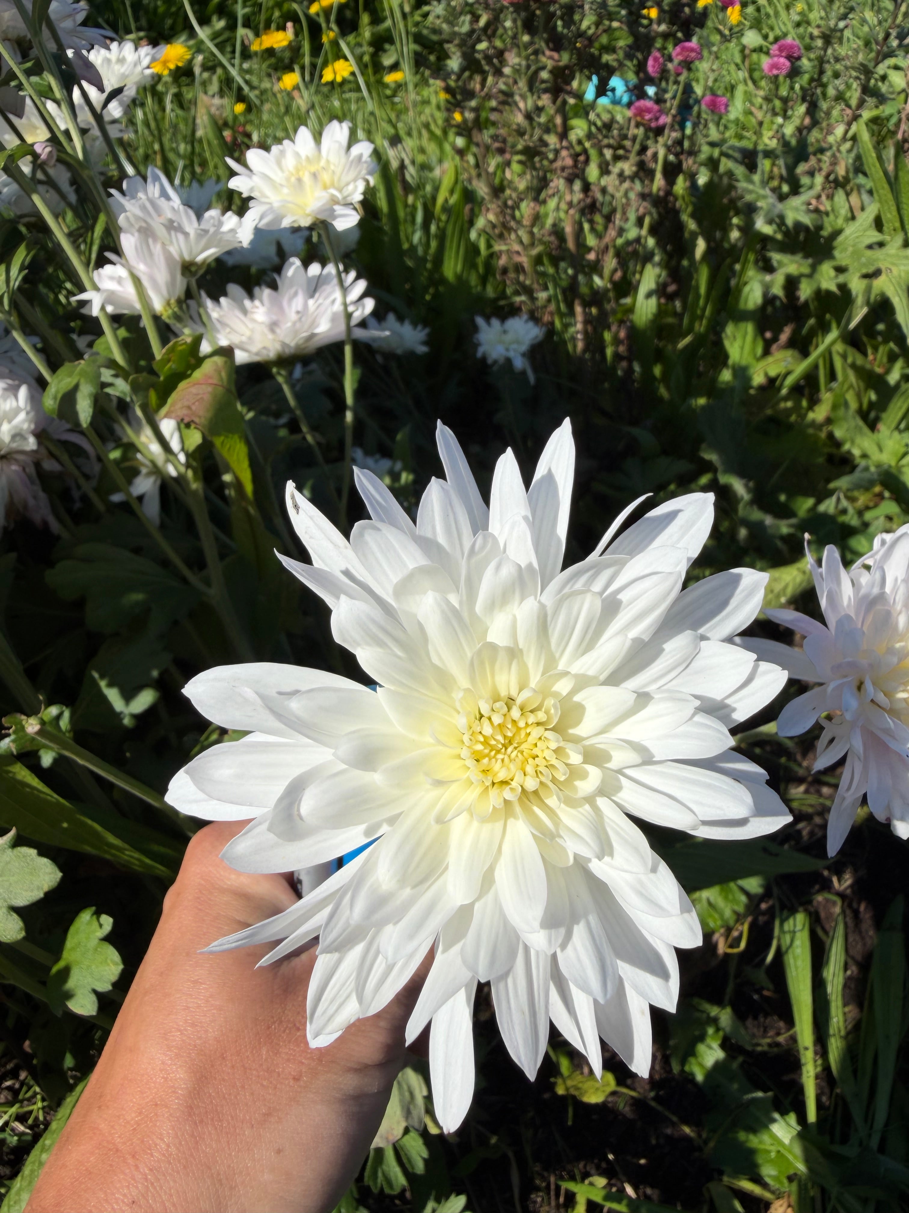 Baltic White
