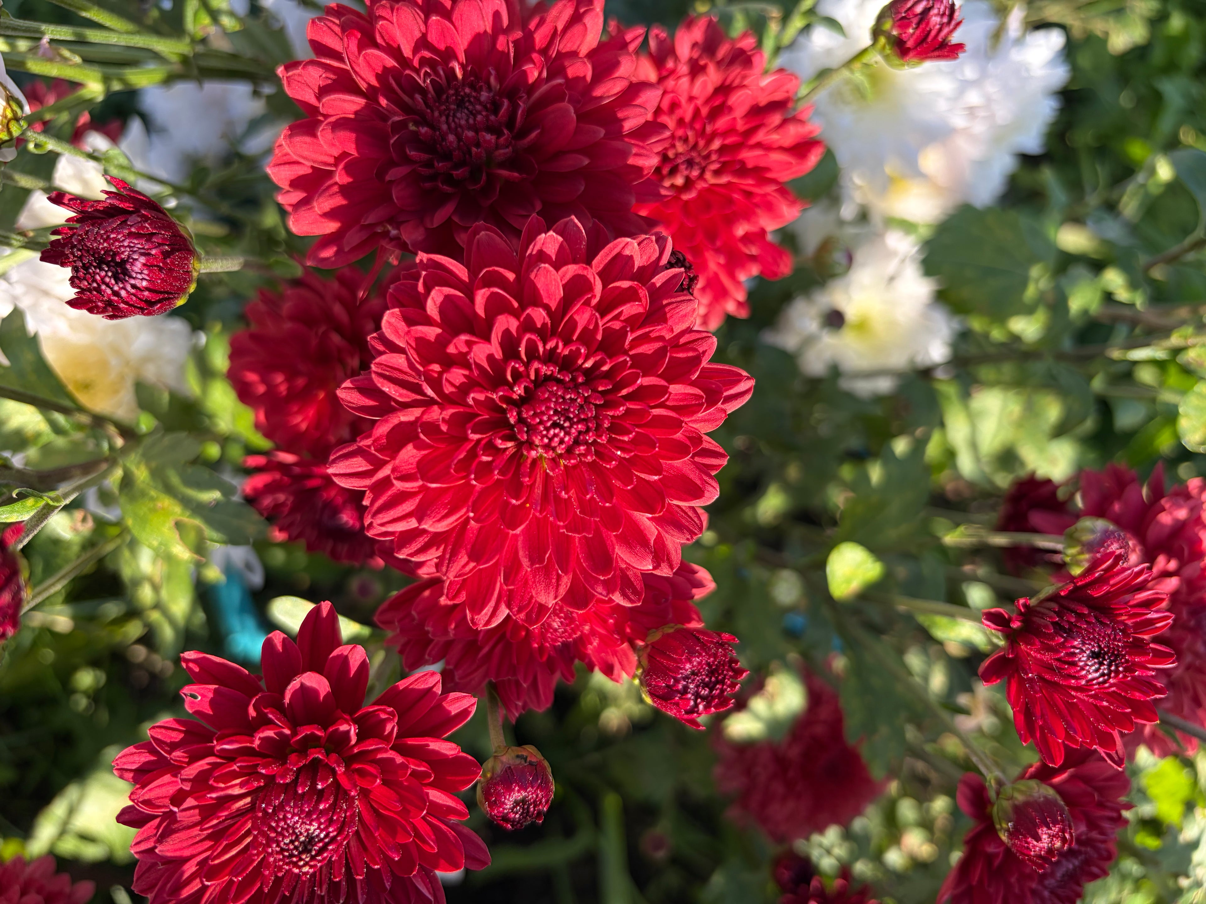 Lollipop Red