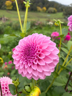 Devon Marvel
