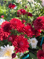 Lollipop Red