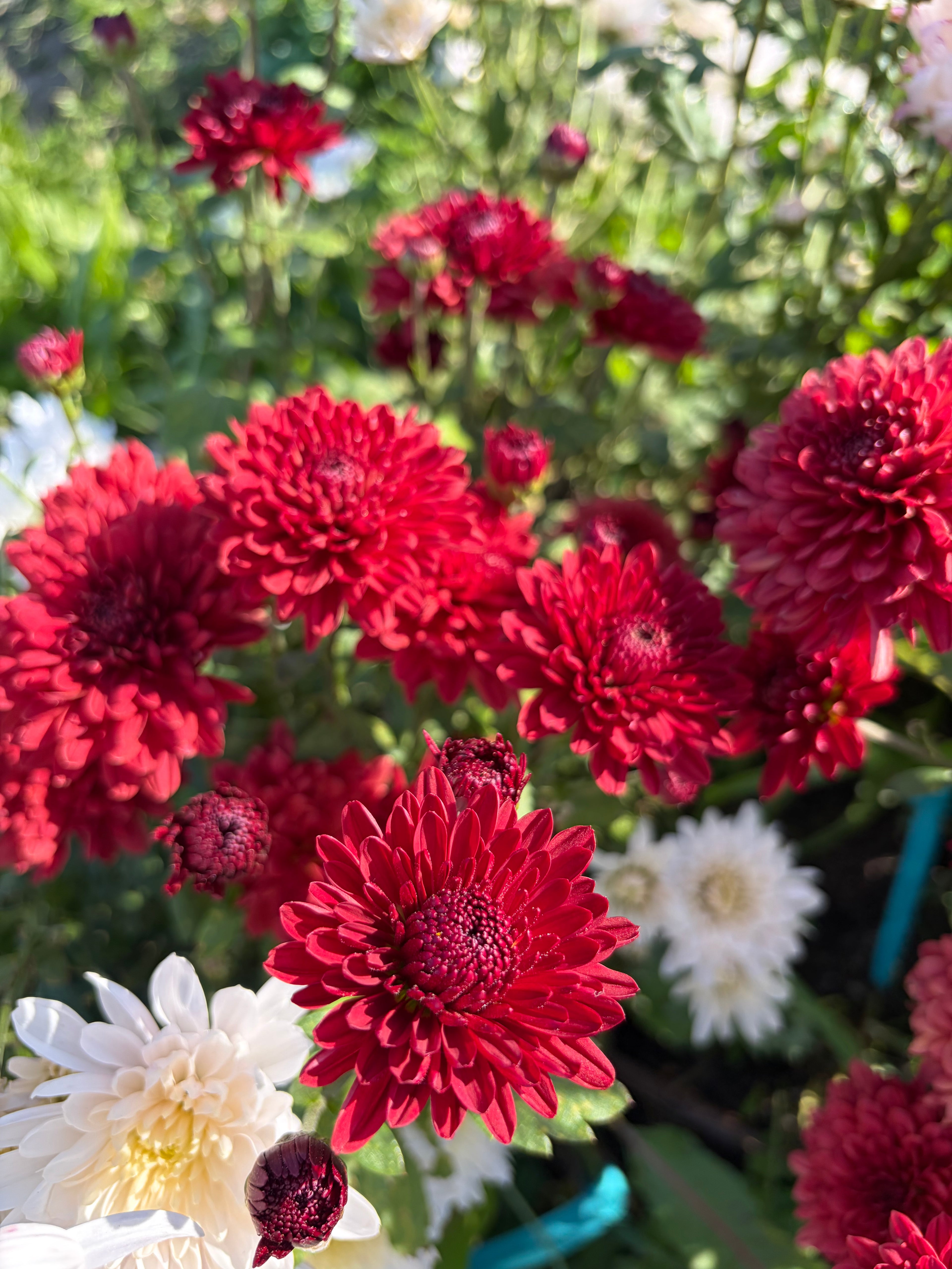 Lollipop Red