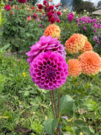 Florelie Boysenberry