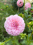 Araluen Leatrice