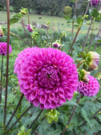 Isabel