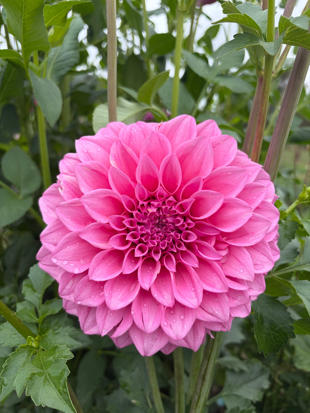 C.K Dream