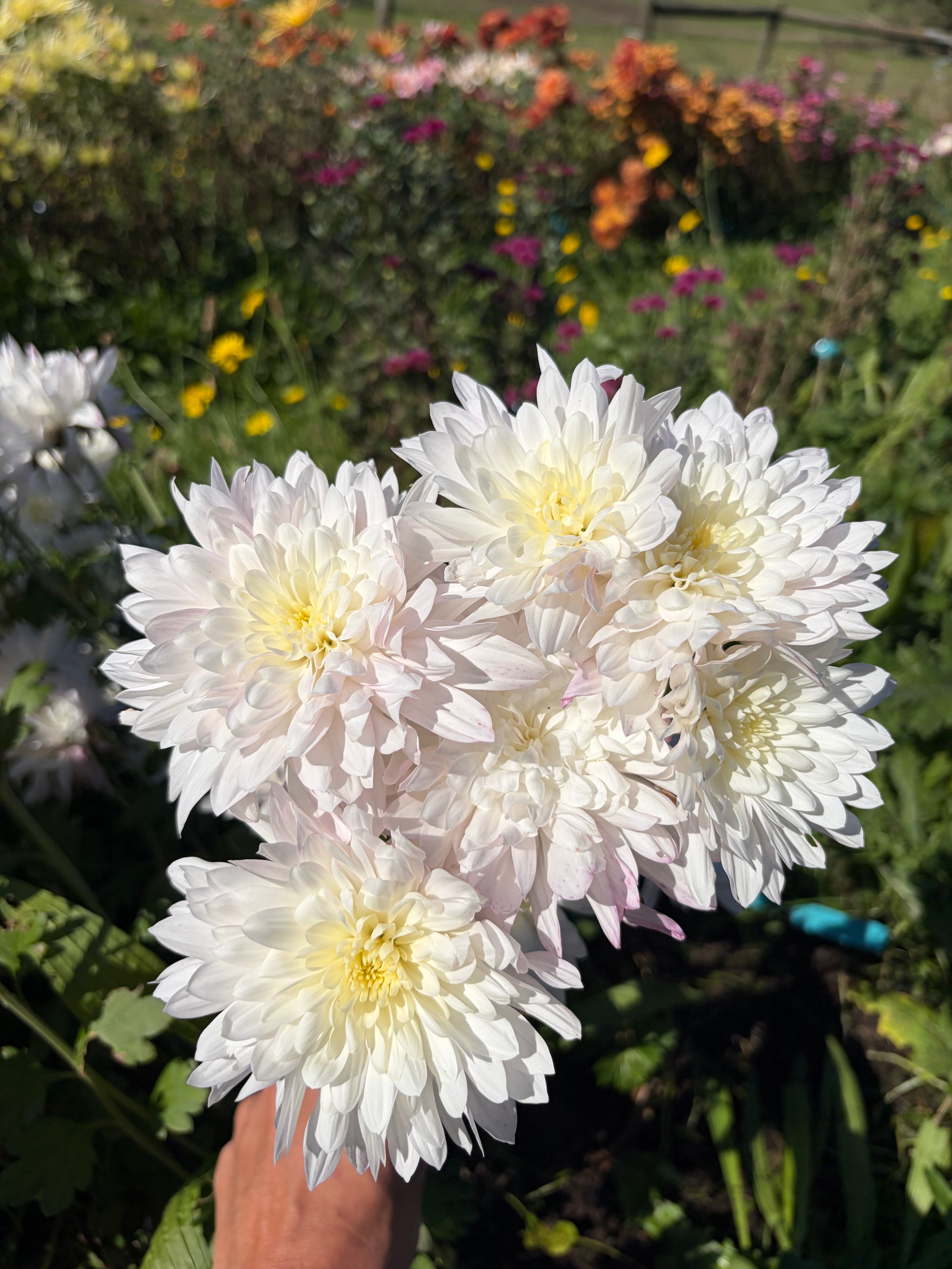 Baltic White