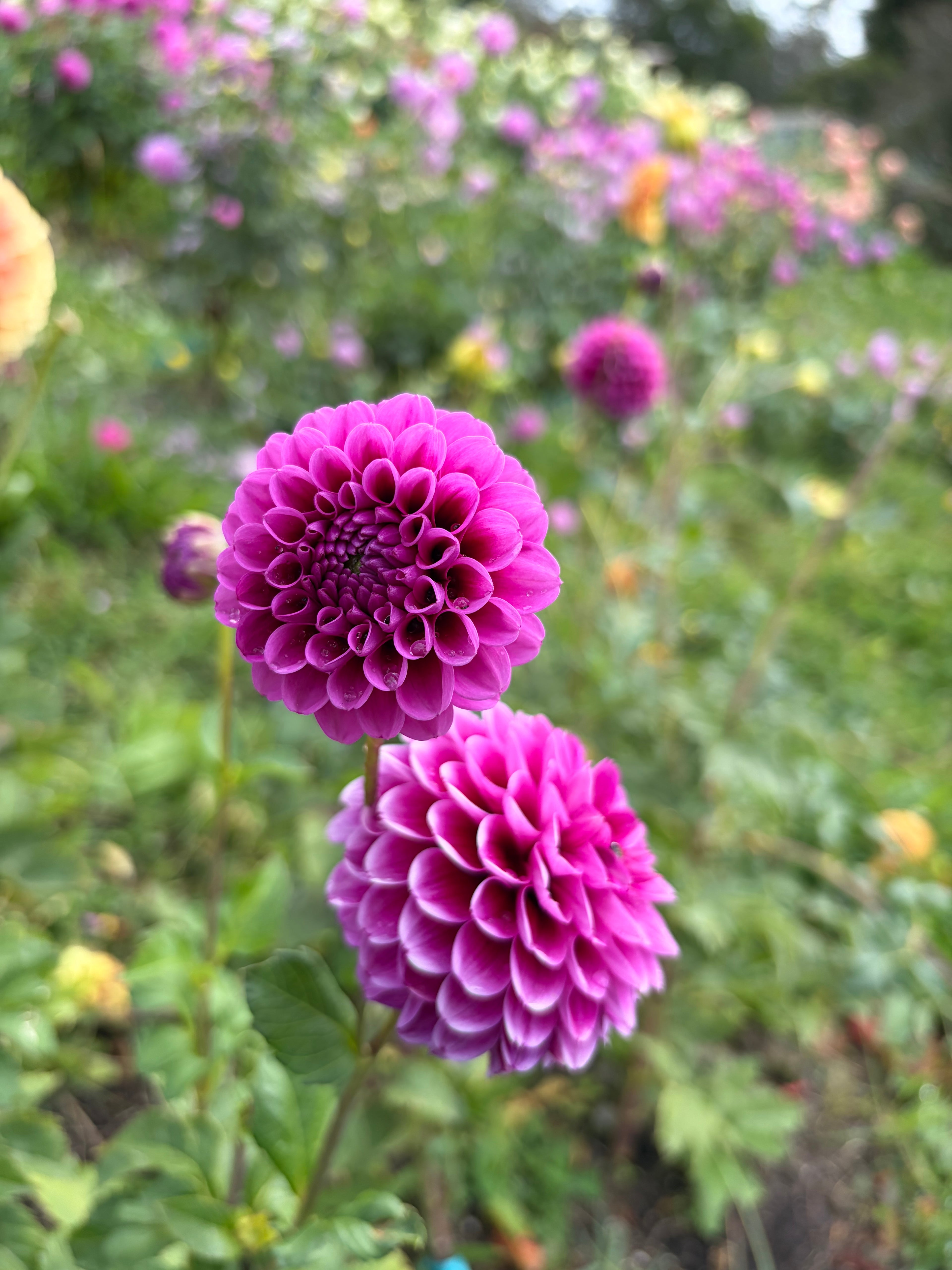 Florelie Boysenberry