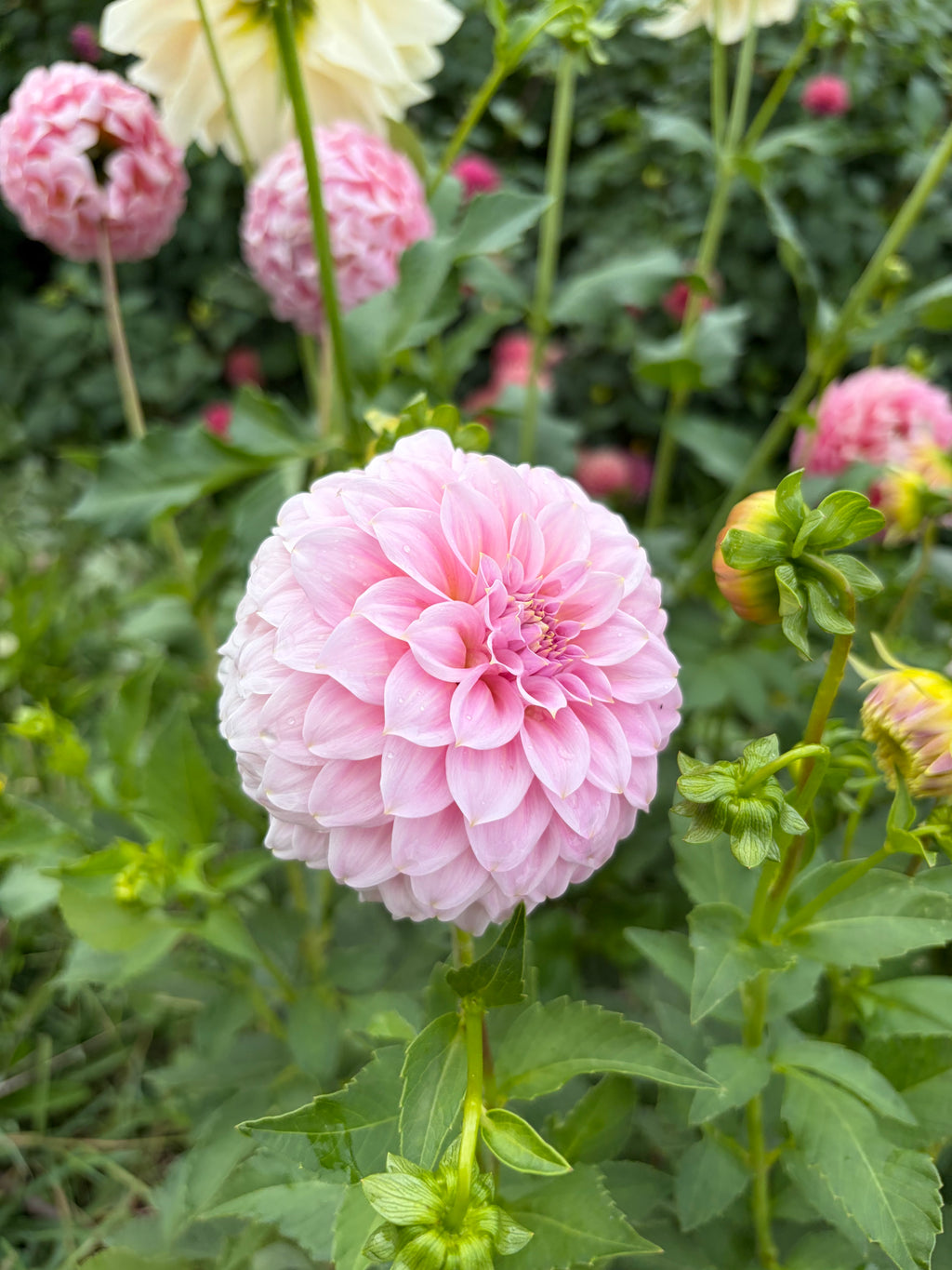 Araluen Leatrice
