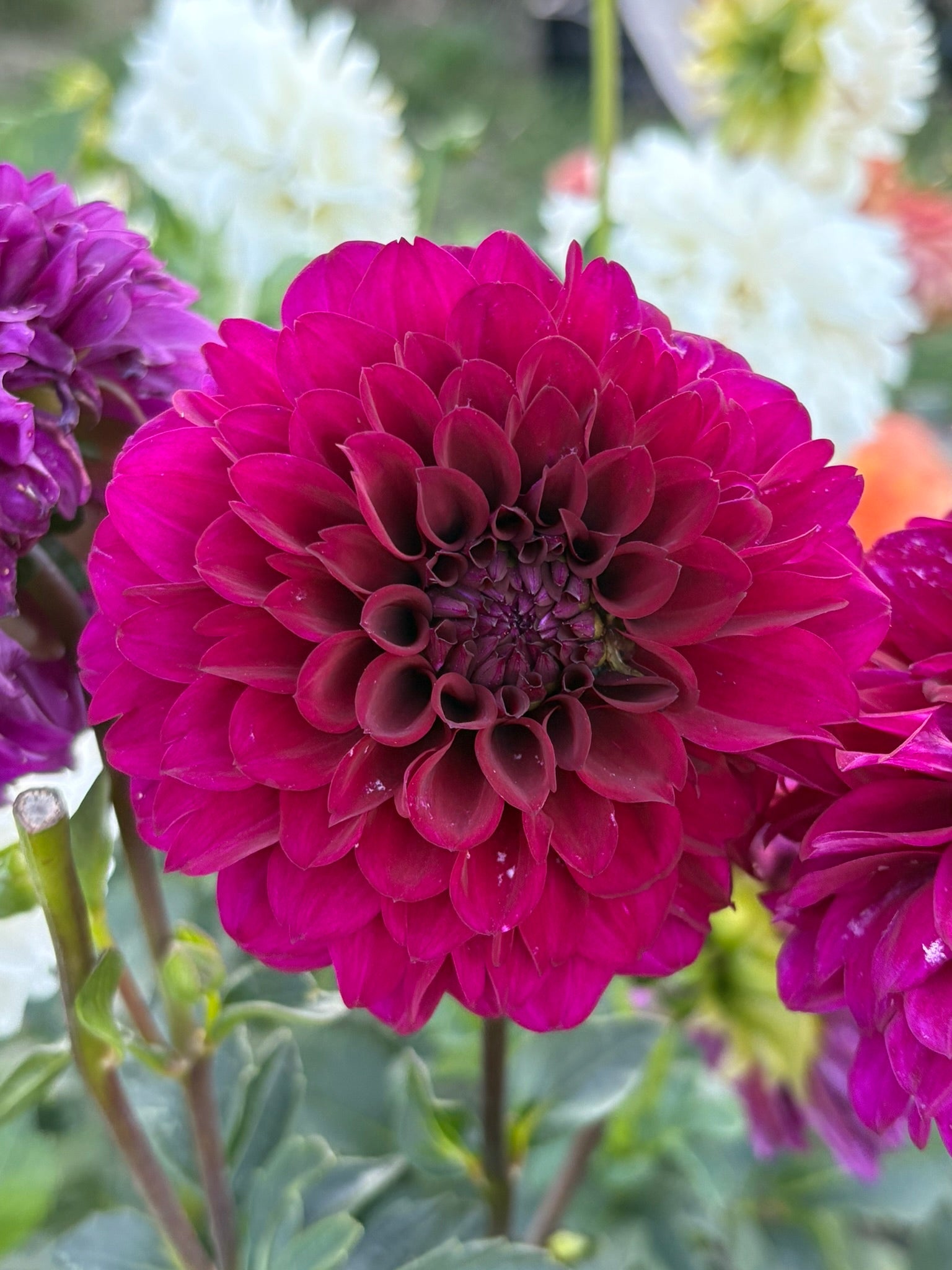 Florelie Queen of Hearts
