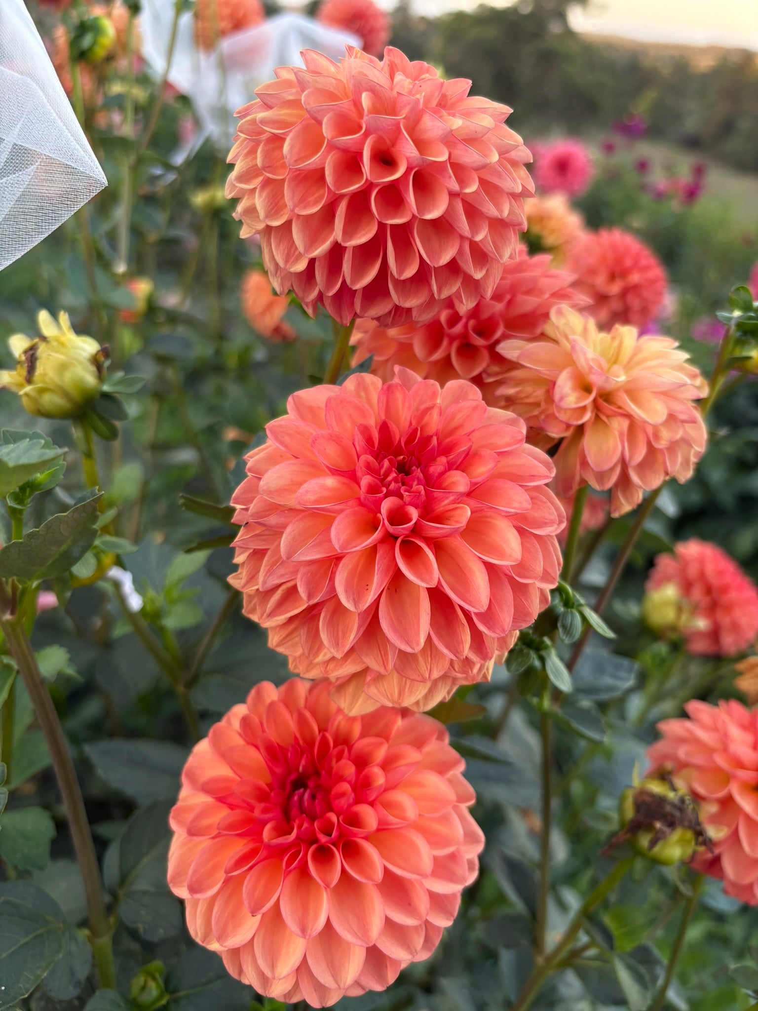Florelie Angostura