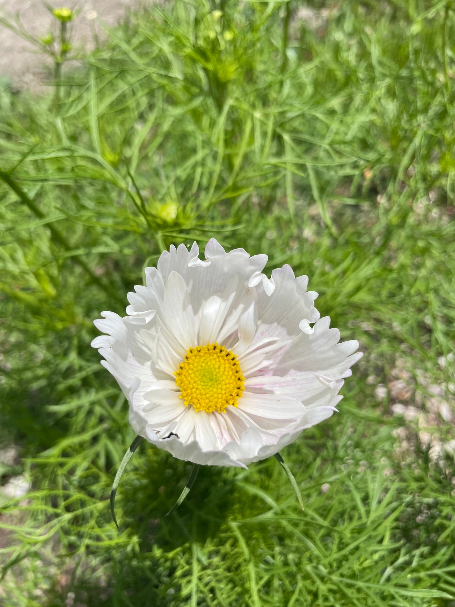 Cosmos Seed