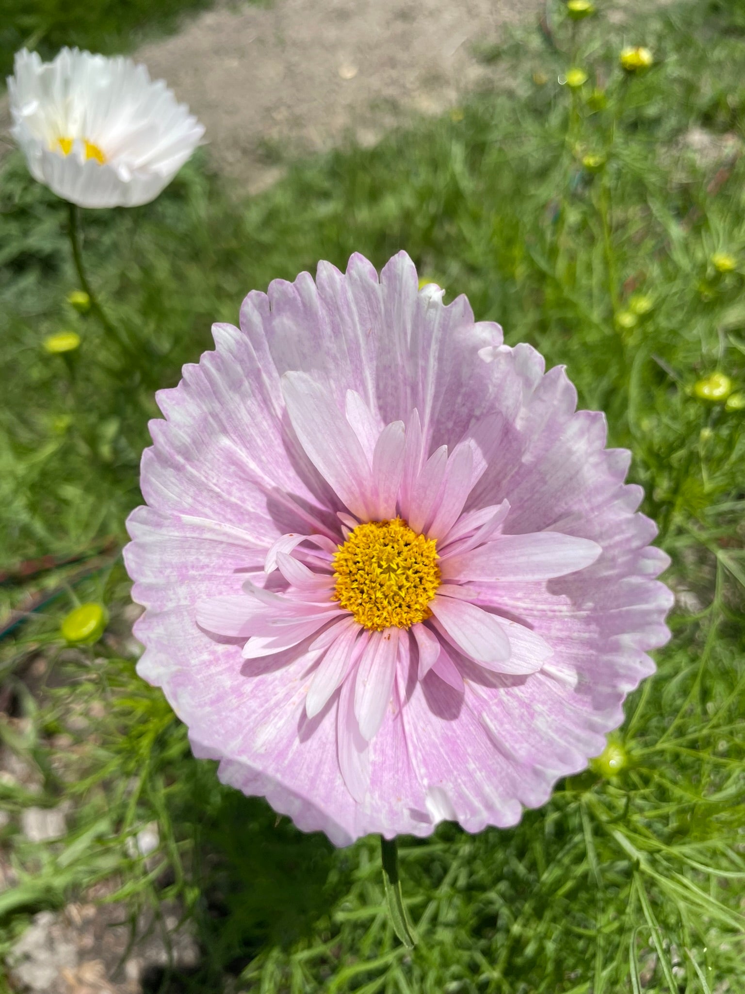 Cosmos Seed