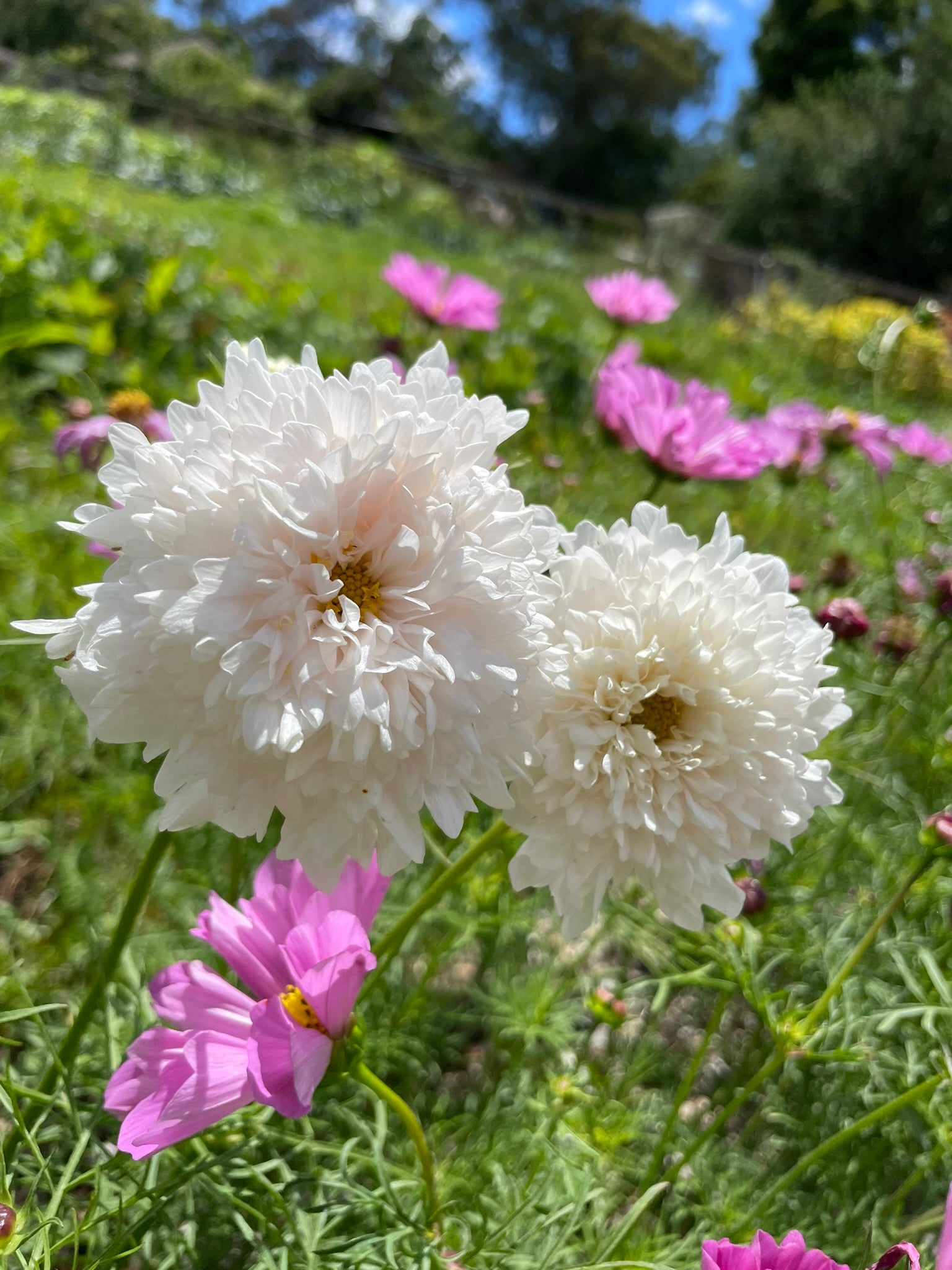 Cosmos Seed