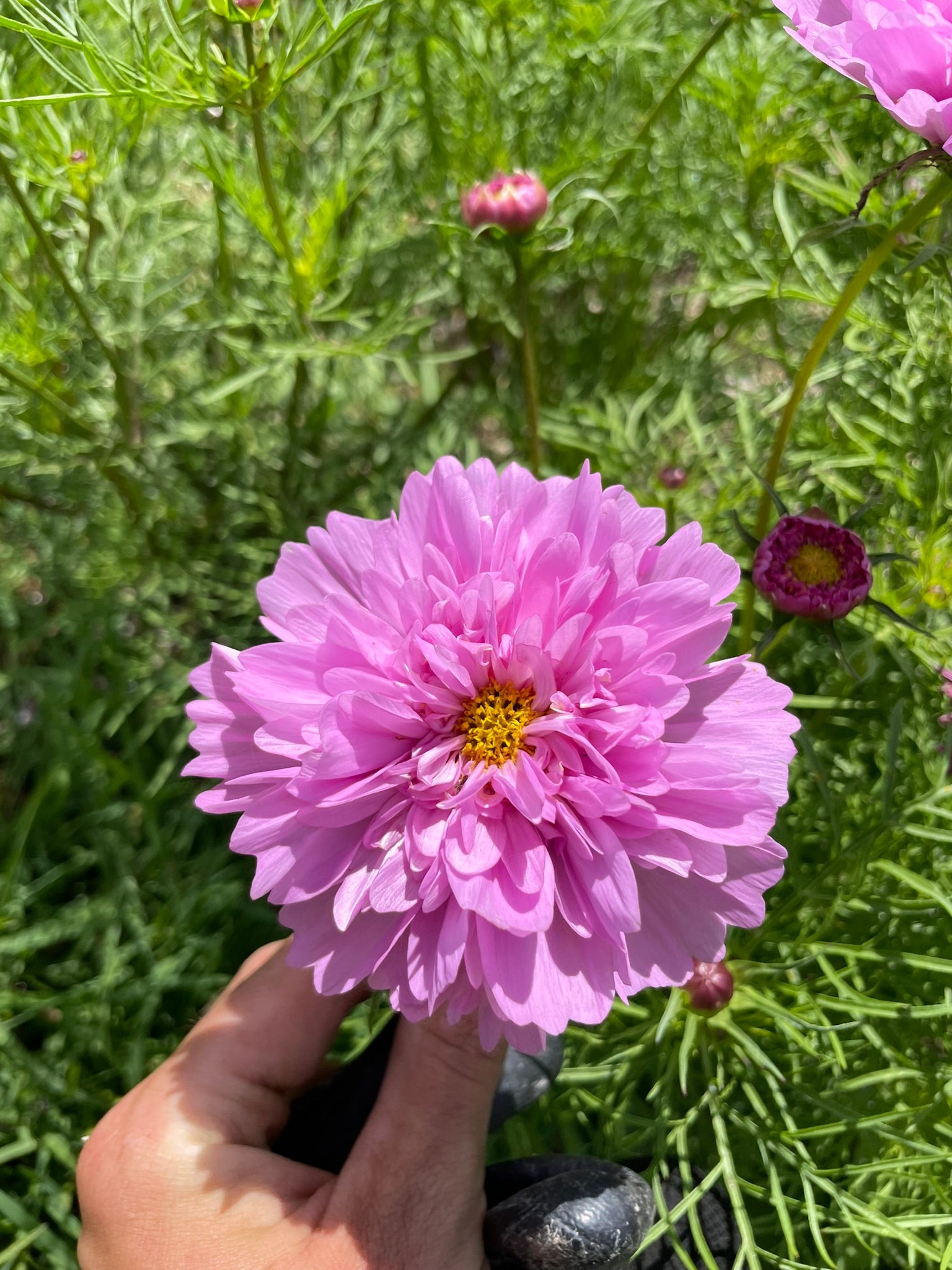 Cosmos Seed