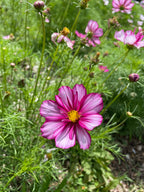 Cosmos Seed