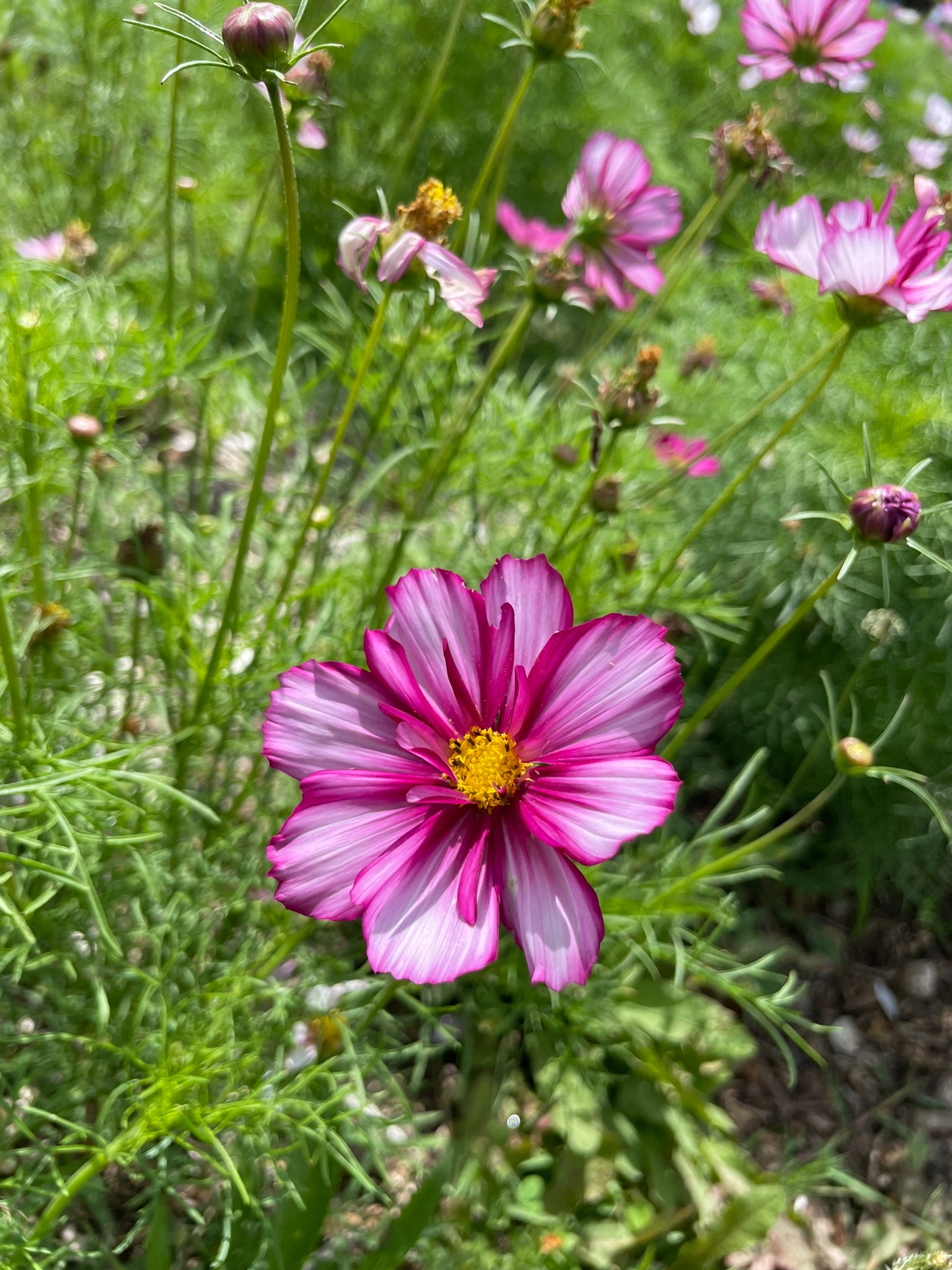Cosmos Seed