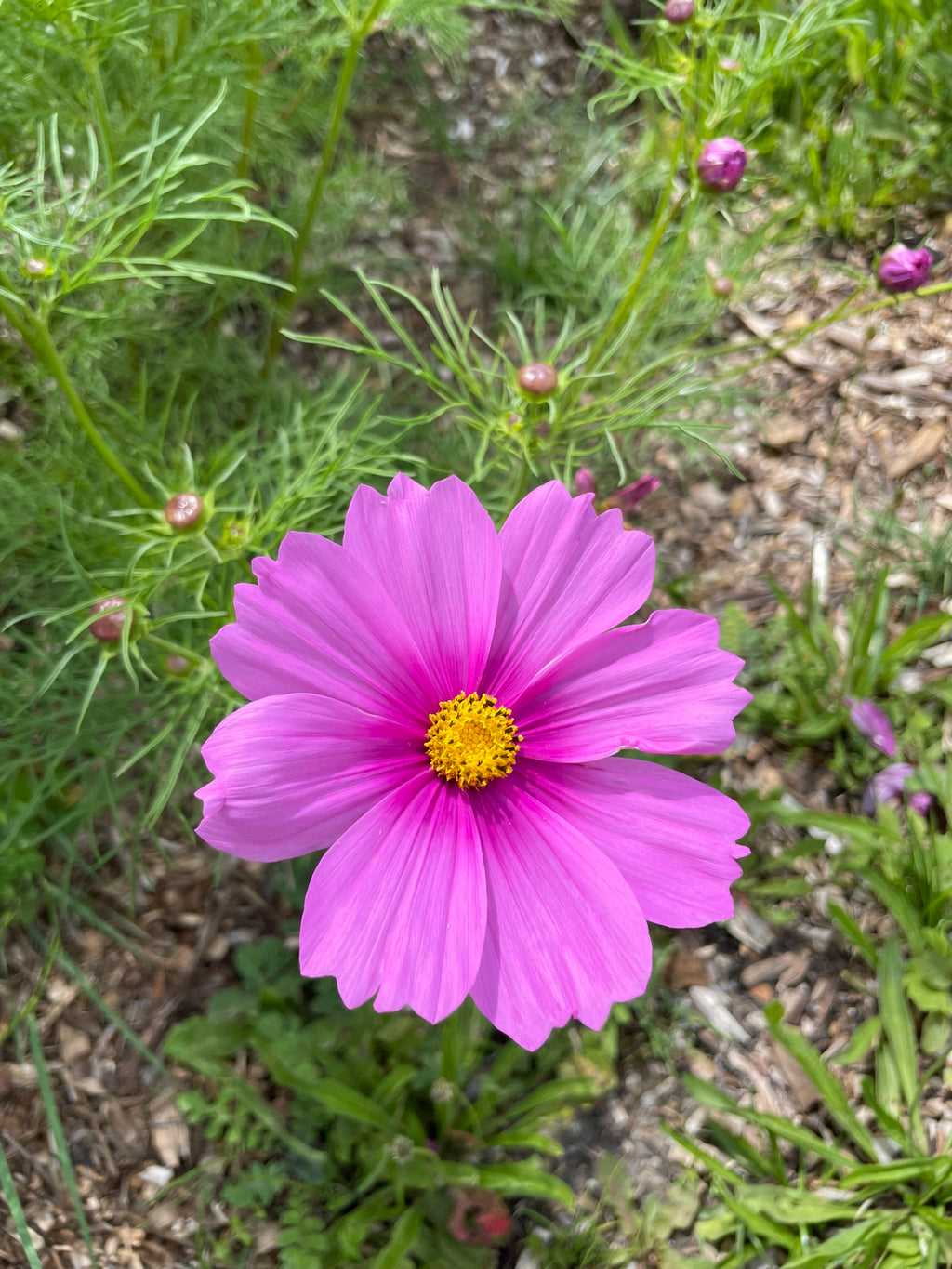 Cosmos Seed