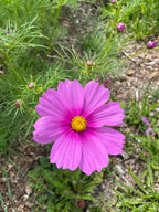 Cosmos Seed