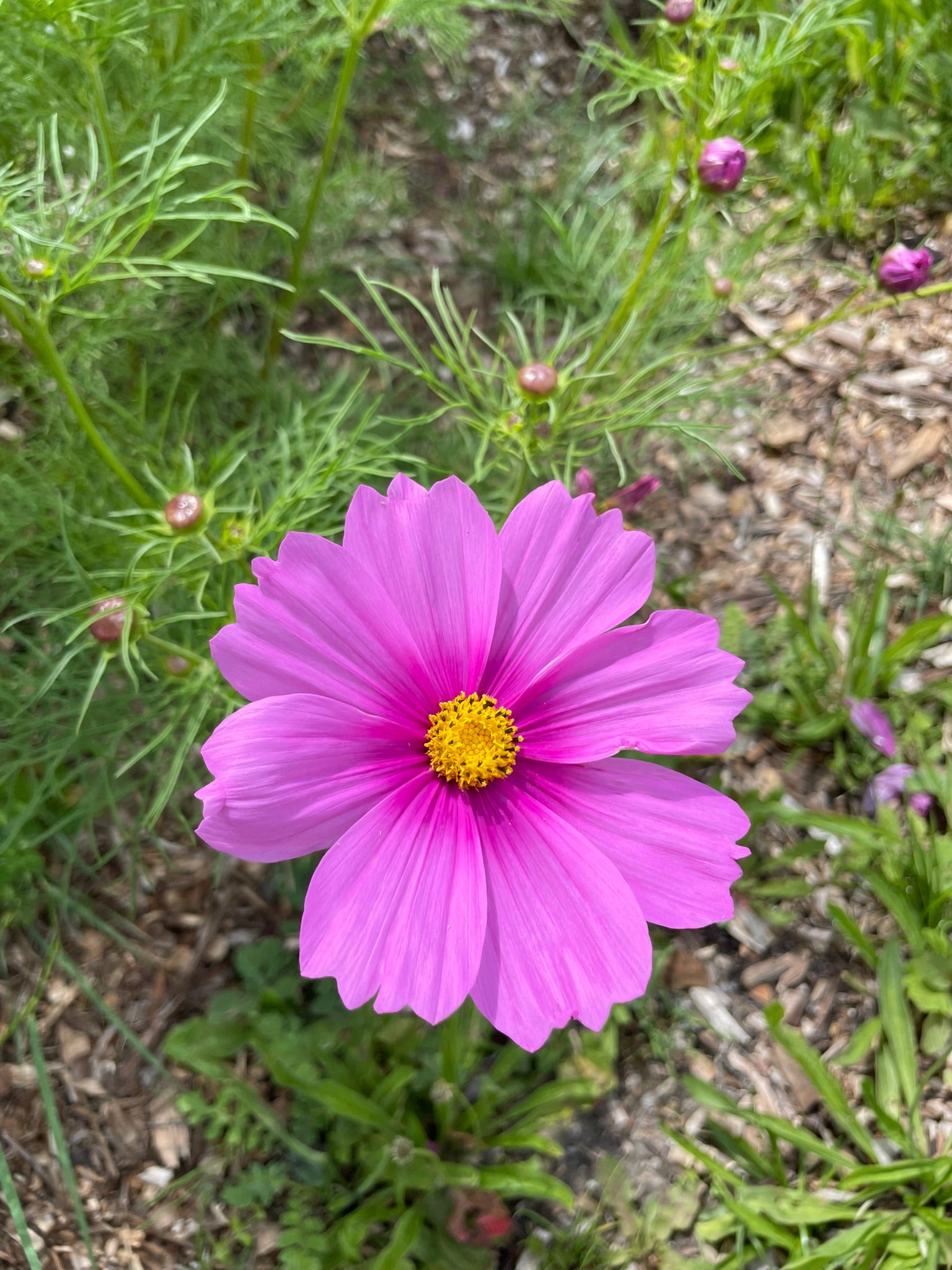 Cosmos Seed