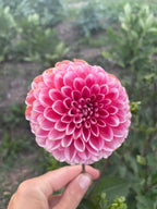 Florelie Angostura