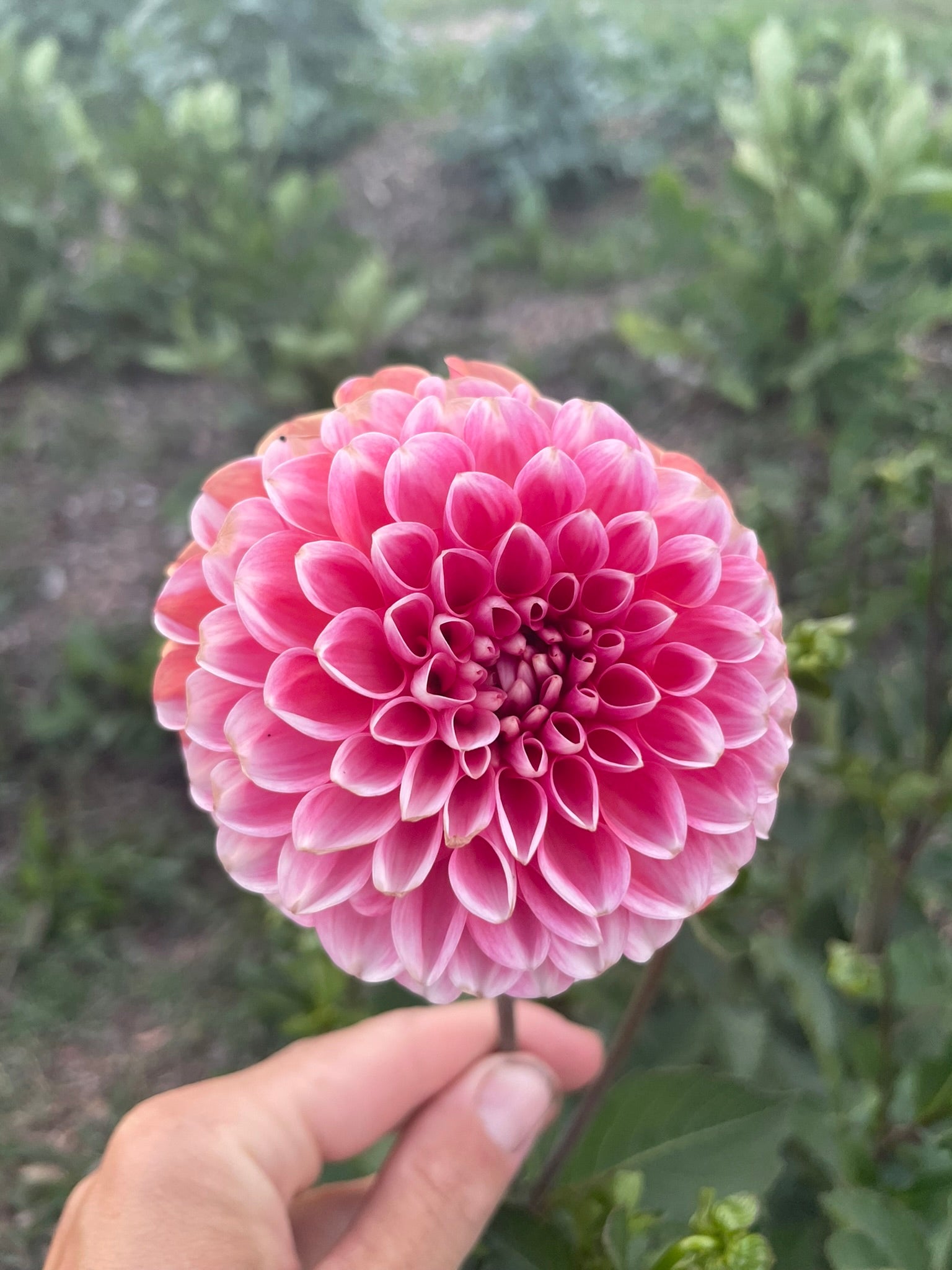 Florelie Angostura