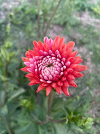 Florelie Angostura