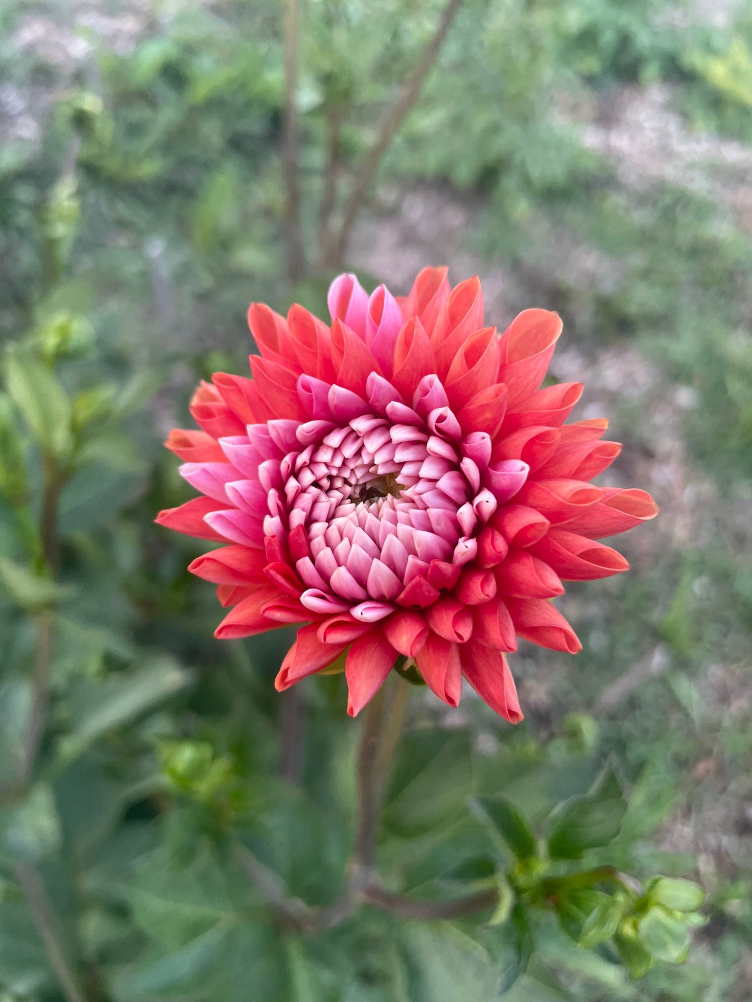 Florelie Angostura