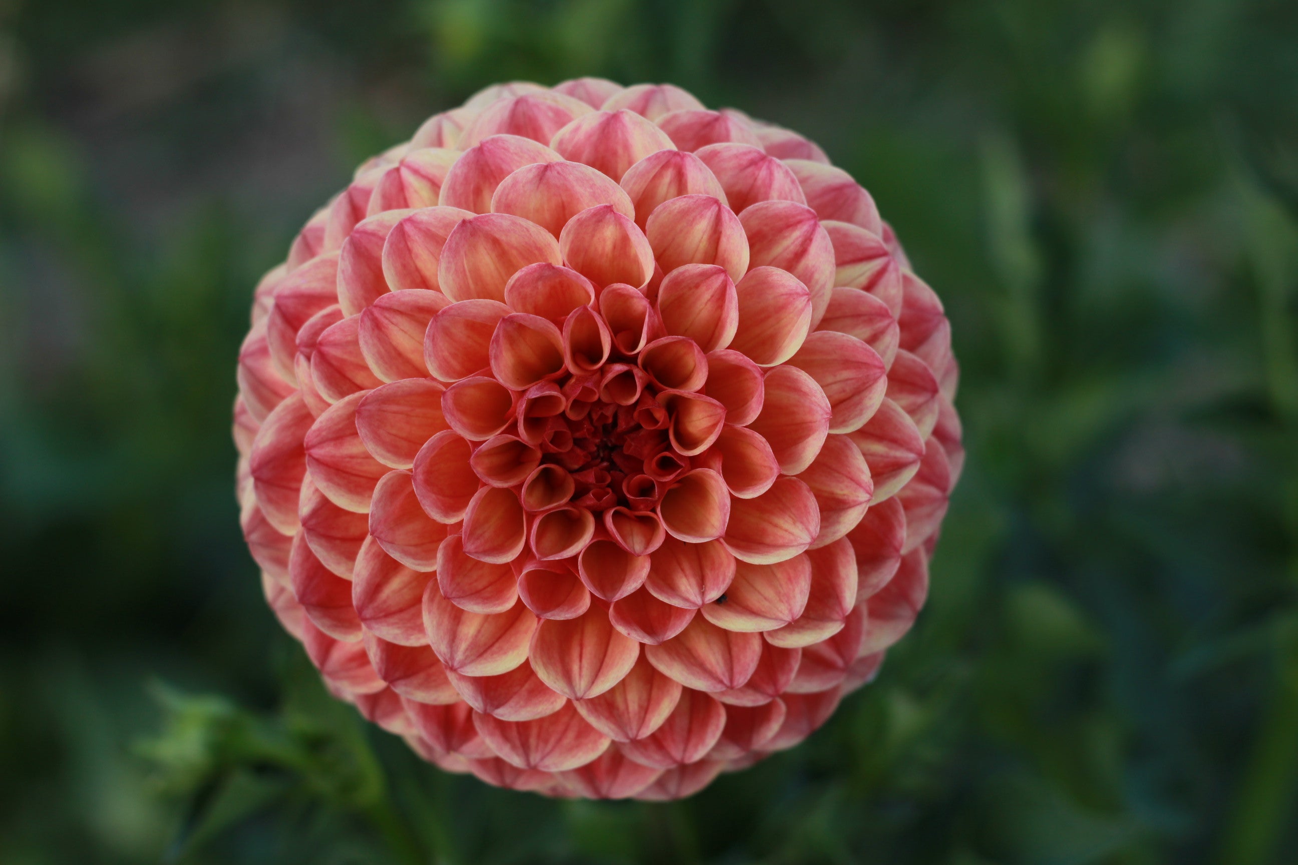 Terracotta