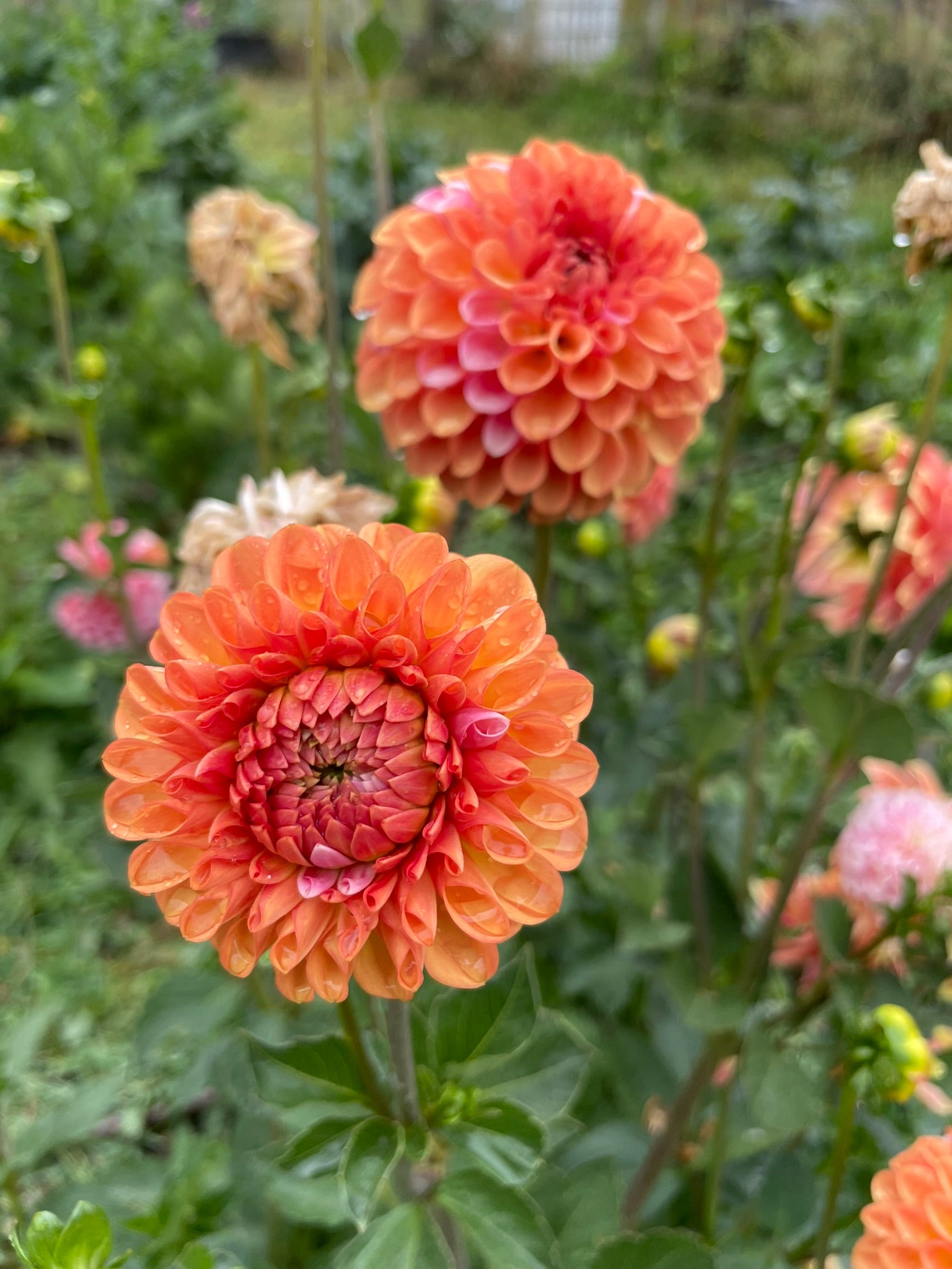 Florelie Angostura