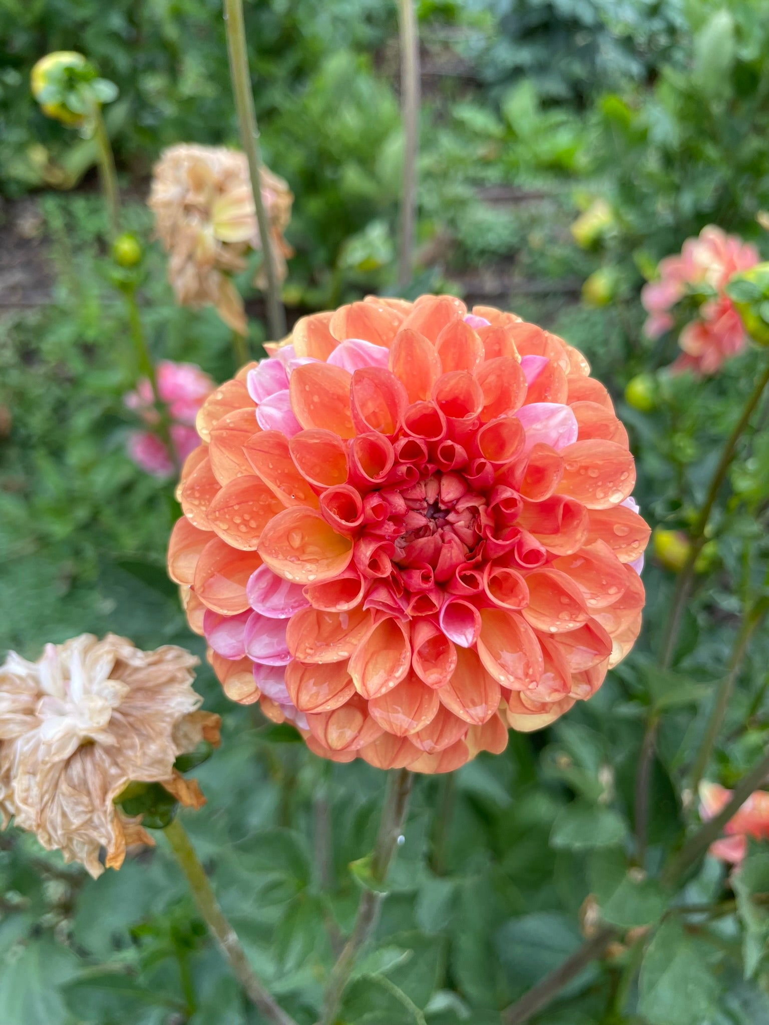 Florelie Angostura