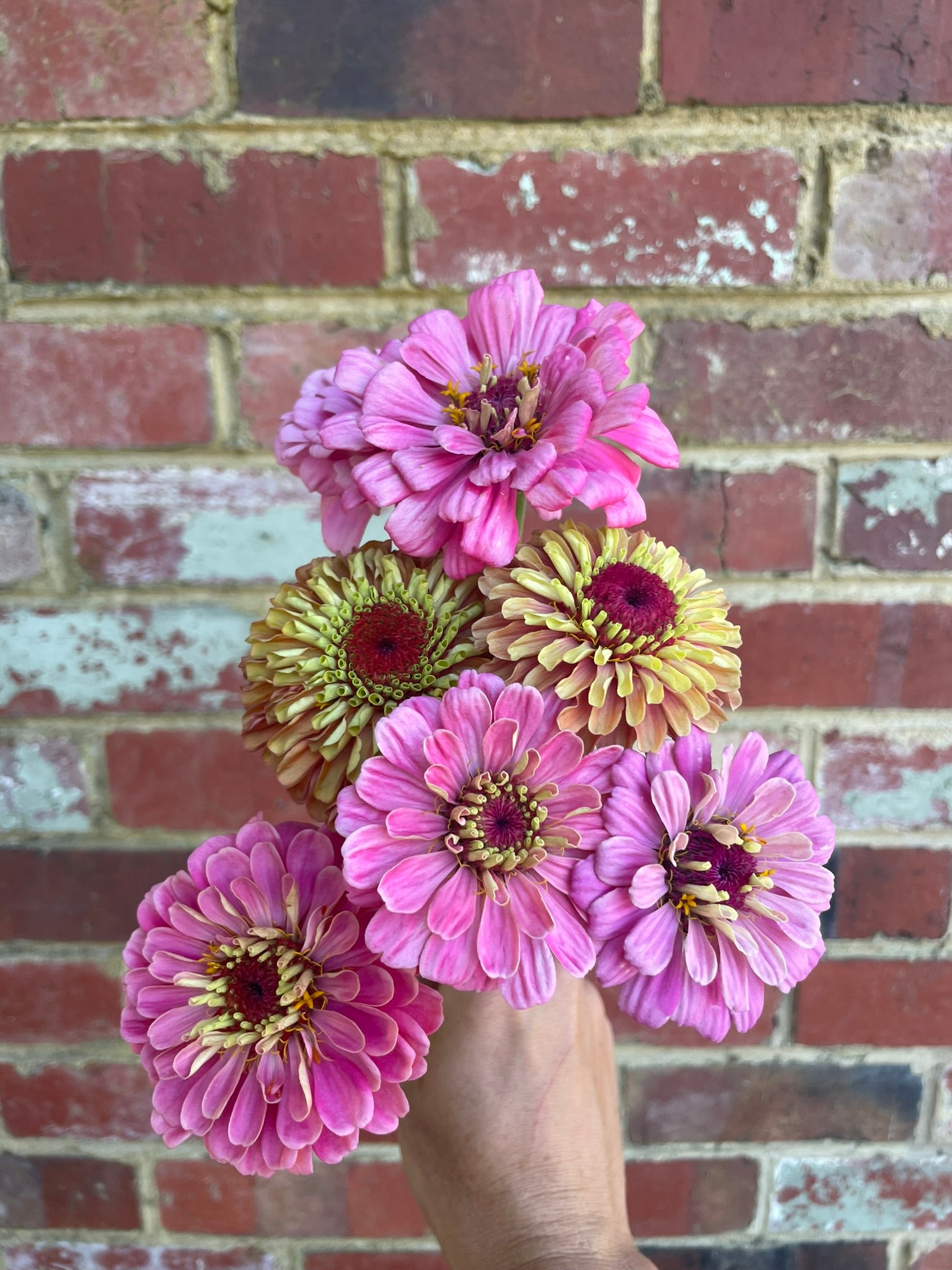 Zinnia Seed