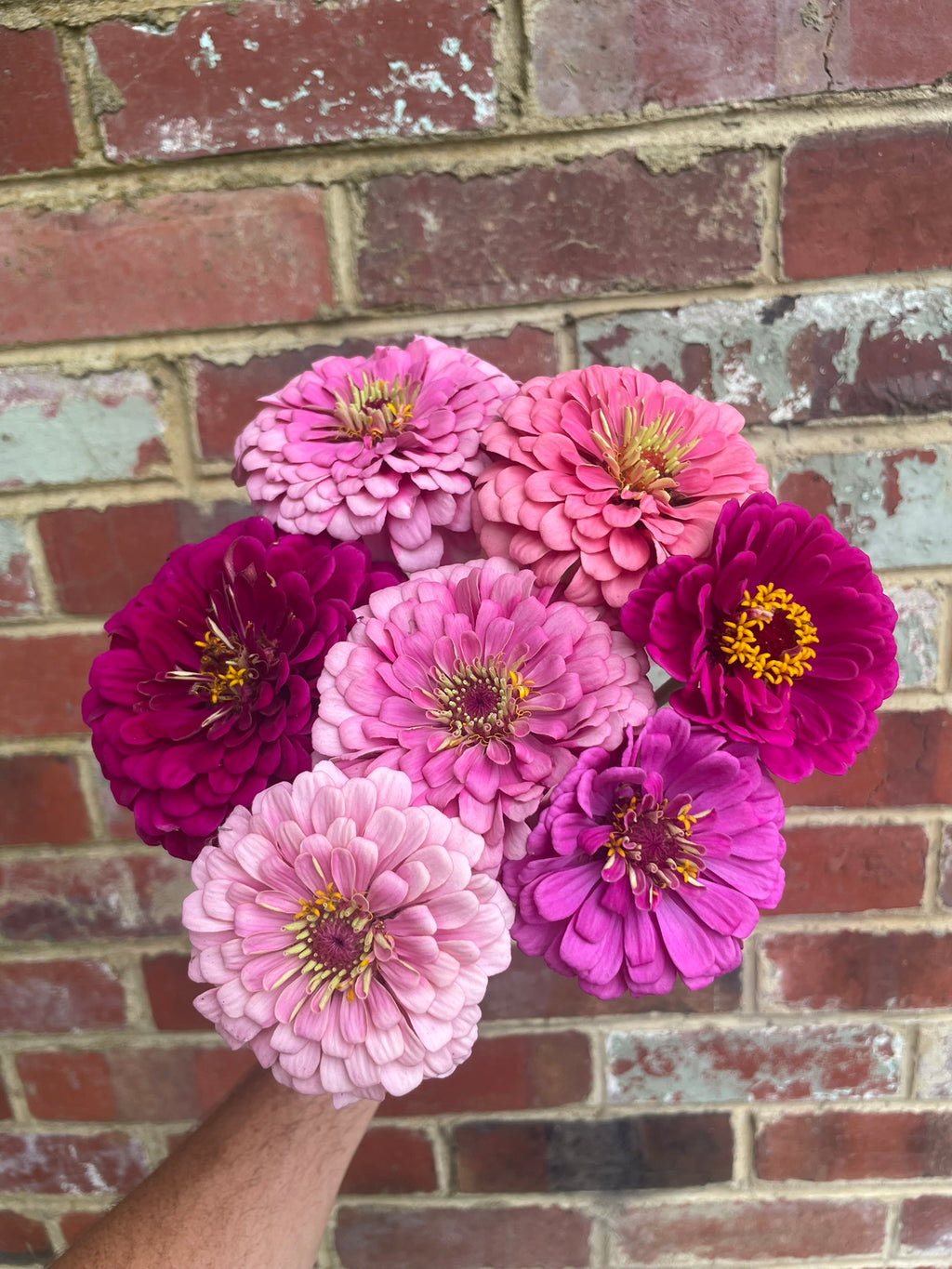 Zinnia Seed
