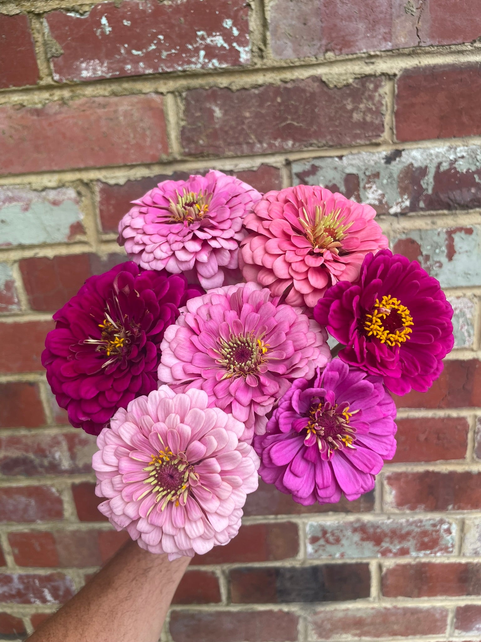 Zinnia Seed