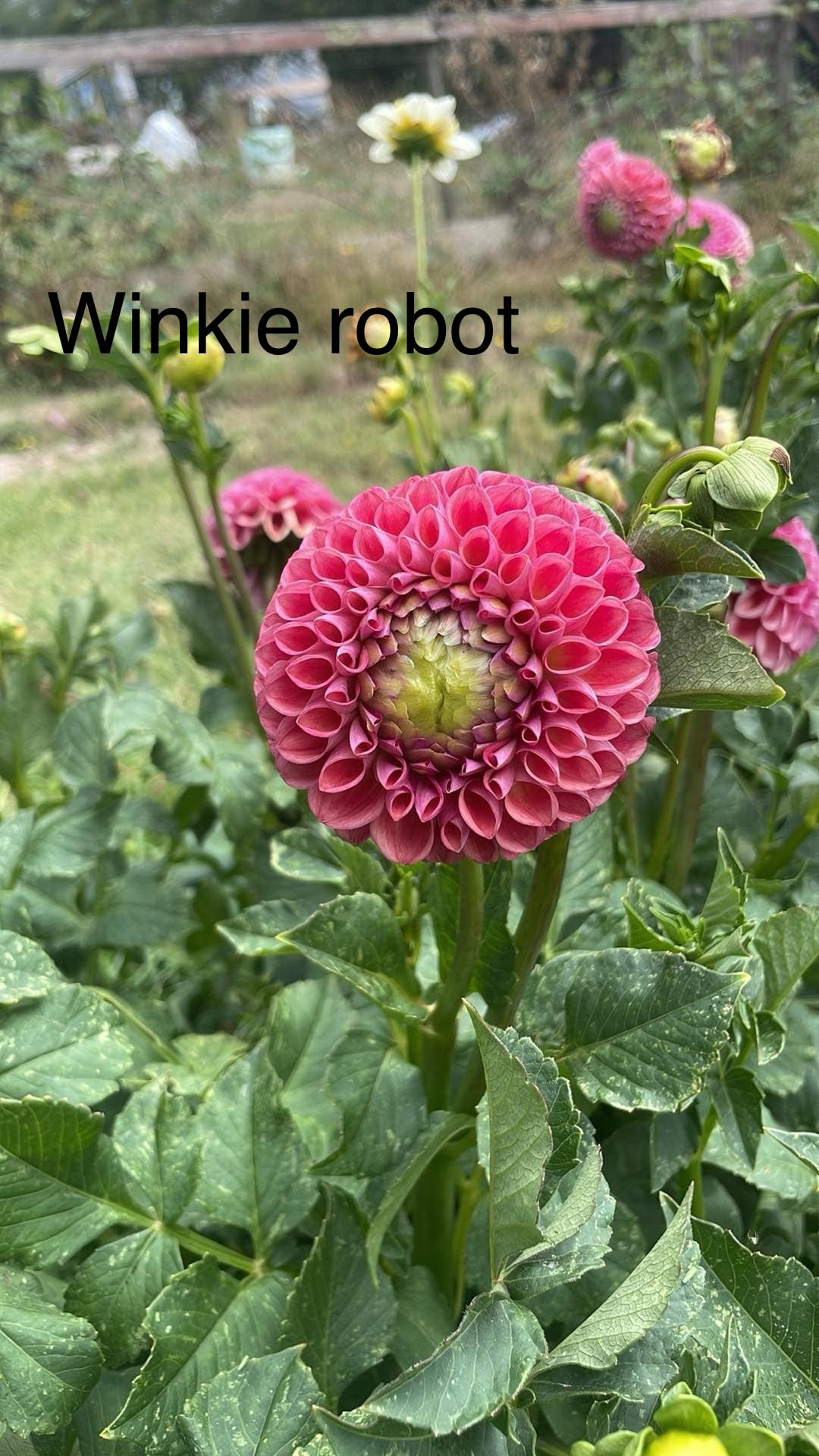 Winkie Robot