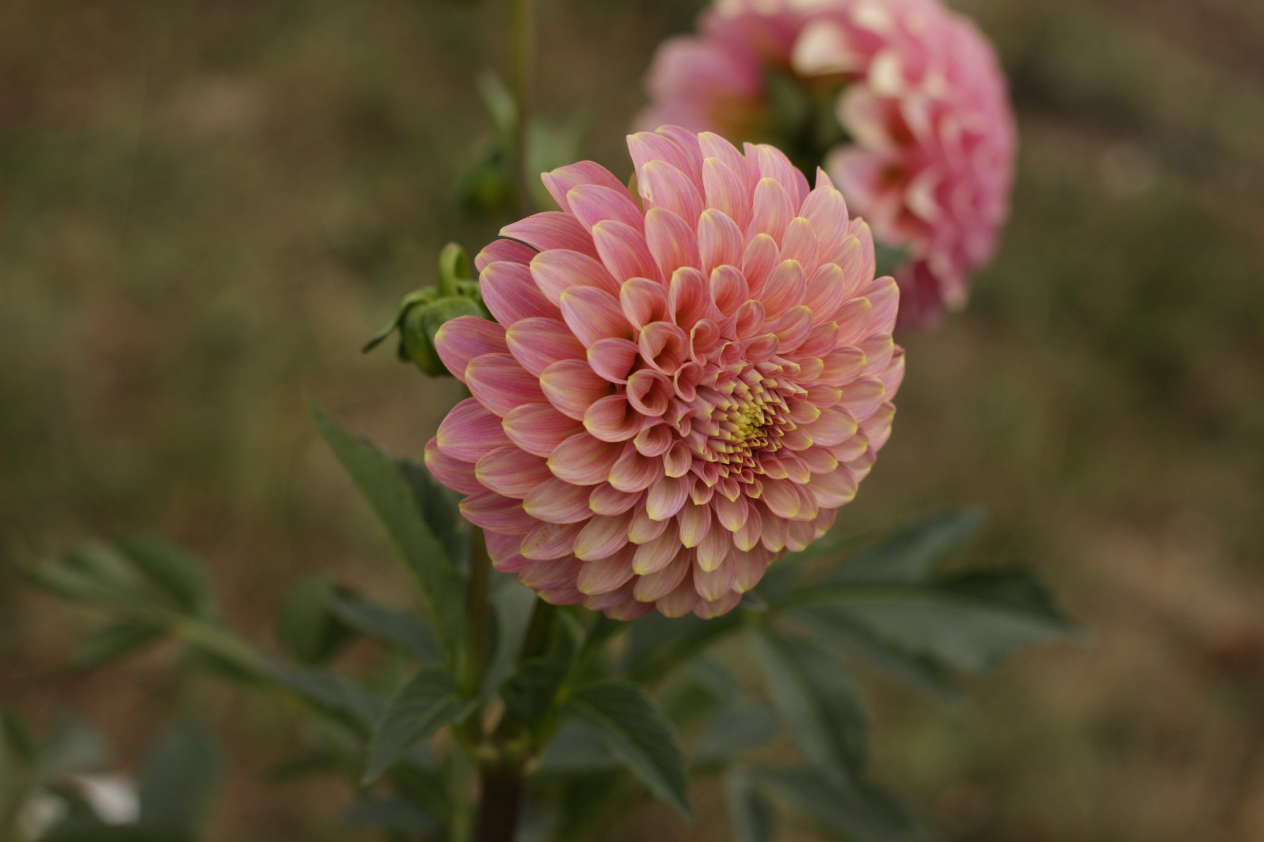Florelie Oracle